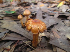 Agaricales