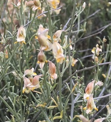 Calobota
