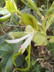 Bonatea speciosa