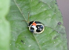 Spilophora trigemina