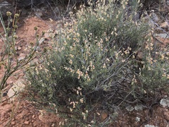 Calobota
