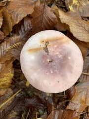 Russula ionochlora