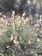 Calobota