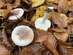 Russula ionochlora