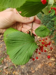 Viburnum dilatatum