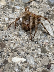 Araneus trifolium