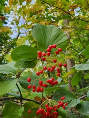 Viburnum dilatatum