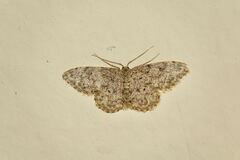 Idaea cervantaria