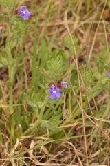 Salvia texana