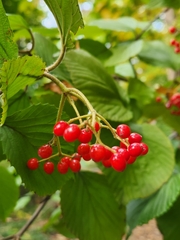 Viburnum dilatatum