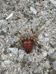 Araneus trifolium