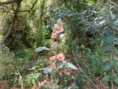 Sphaeralcea bonariensis