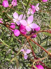 Boronia