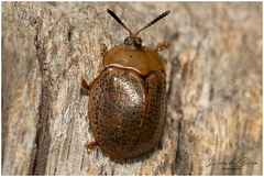 Chelymorpha indigesta