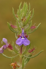 Salvia texana