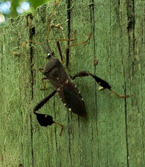 Leptoglossus oppositus