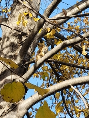 Tamiasciurus hudsonicus