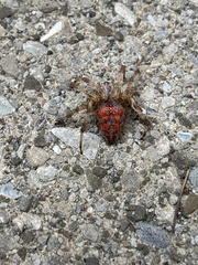 Araneus trifolium