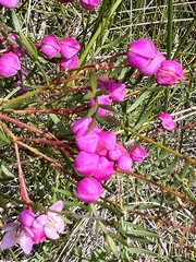 Boronia