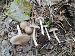 Inocybe sindonia
