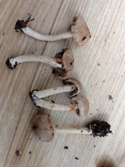 Inocybe sindonia
