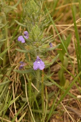 Salvia texana