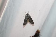 Acronicta lithospila