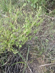 Ocimum tenuiflorum
