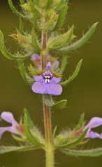 Salvia texana