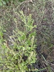 Ocimum tenuiflorum