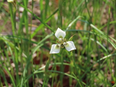 Moraea tricuspidata