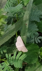 Sterrhinae