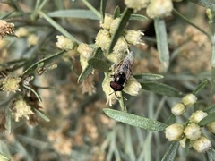 Copestylum marginatum