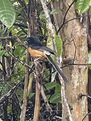 Copsychus malabaricus