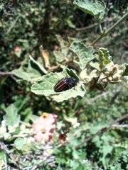 Astylus quadrilineatus