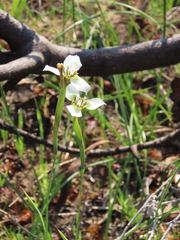 Moraea tricuspidata
