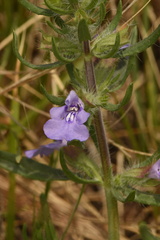 Salvia texana