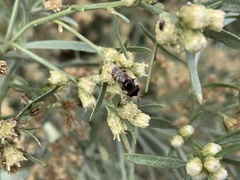 Copestylum marginatum