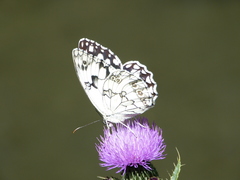 Melanargia lachesis