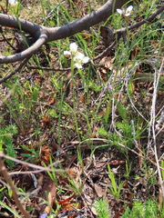 Moraea tricuspidata