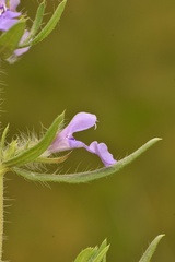 Salvia texana