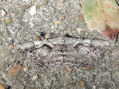 Cymatophora approximaria