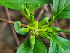 Vangueria macrocalyx