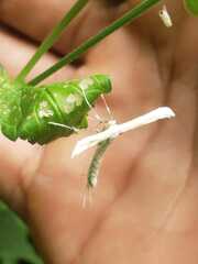 Hellinsia homodactylus