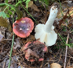 Russula atrorubens