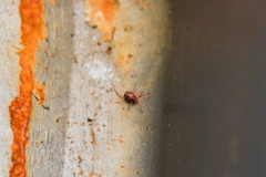 Erythraeidae