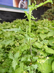 Brassicaceae
