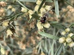 Copestylum marginatum