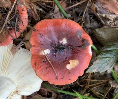 Russula atrorubens