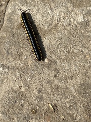 Diplopoda